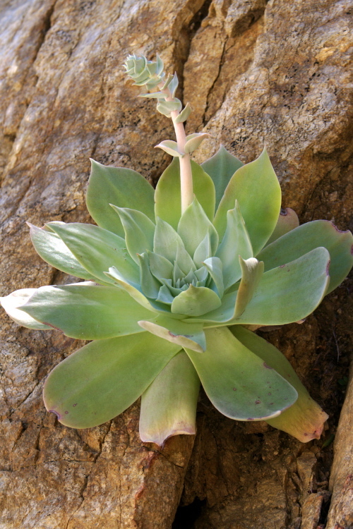 Dudleya pulverulenta (Nutt.) Britton & Rose resmi