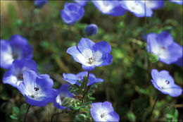 Image of baby blue eyes