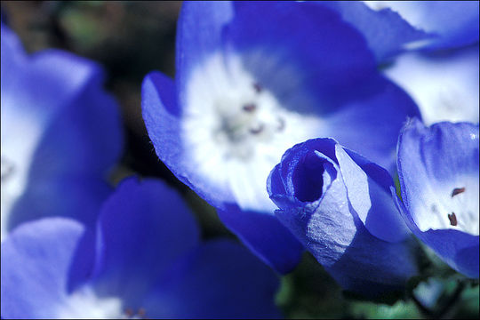 Image of baby blue eyes