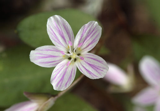 Слика од Claytonia caroliniana Michx.