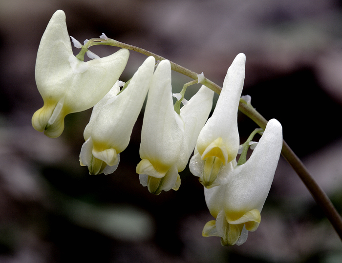 Image of dutchman's breeches