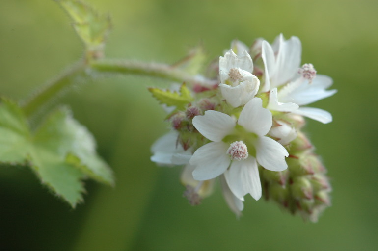 Sivun Sidalcea malachroides (Hook. & Arn.) Gray kuva