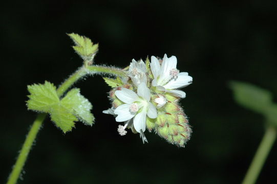 Image of mapleleaf checkerbloom