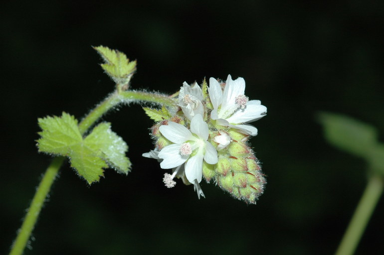 Sivun Sidalcea malachroides (Hook. & Arn.) Gray kuva