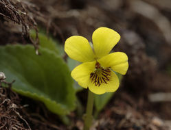 Image of roundleaf yellow violet