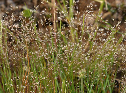 Image of silver hairgrass