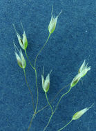 Image of silver hairgrass