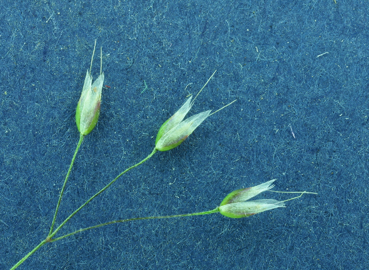 Image of silver hairgrass