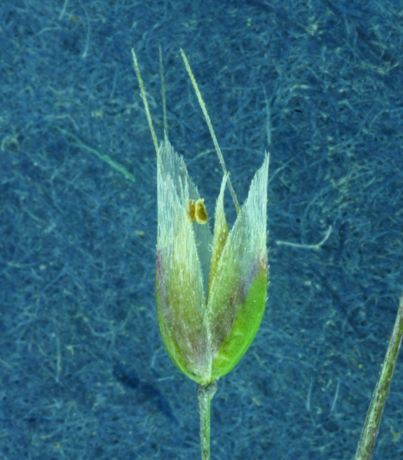 Image of silver hairgrass