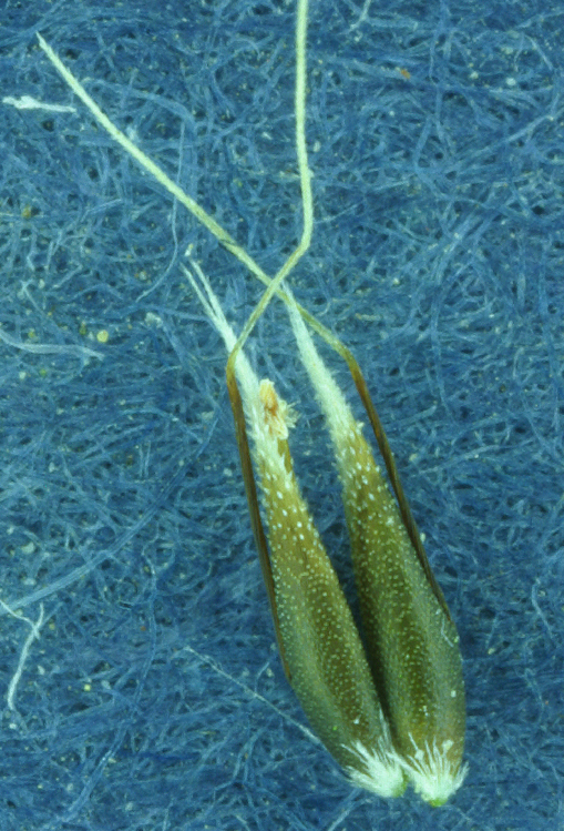 Image of silver hairgrass