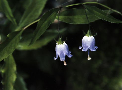 Imagem de Campanula divaricata Michx.