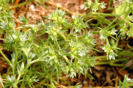 Image of <i>Scleranthus <i>annuus</i></i> ssp. annuus