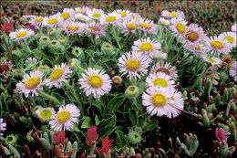 Слика од Erigeron glaucus Ker-Gawl.