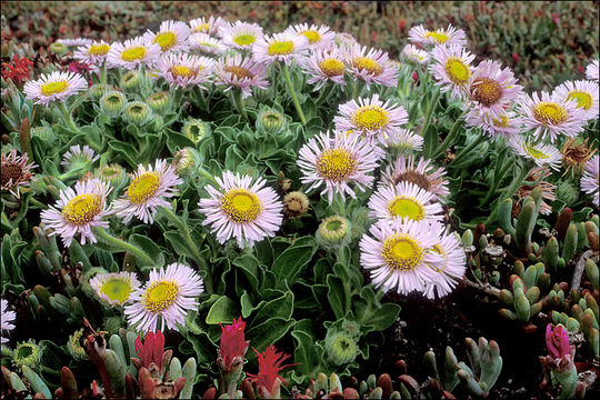 Image of seaside fleabane