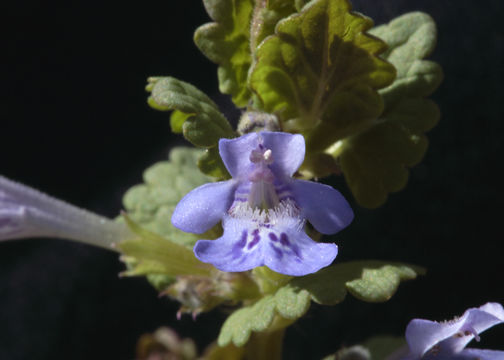 Imagem de Glechoma hederacea L.