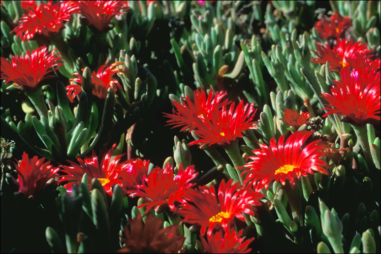 Image of iceplant