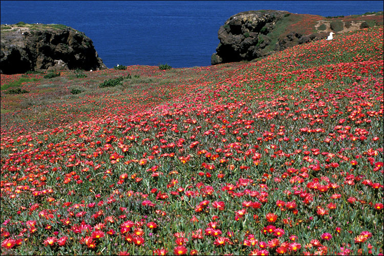 Image of iceplant