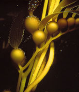 Image of Giant kelp