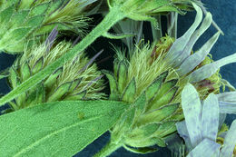 Image of roughleaf aster