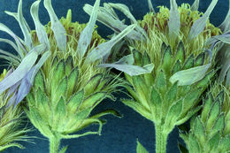 Image of roughleaf aster