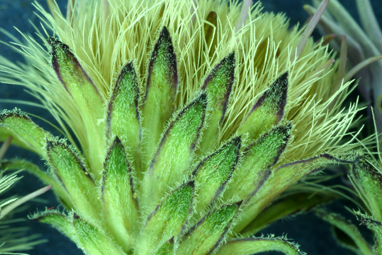 Image of roughleaf aster