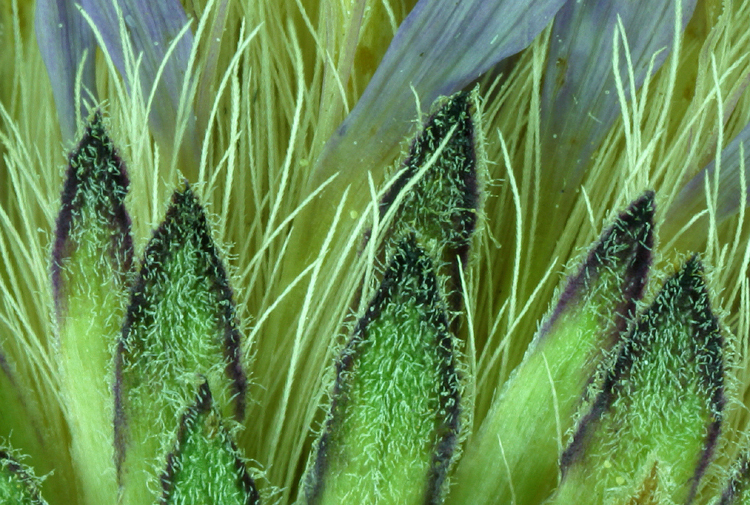 Image of roughleaf aster