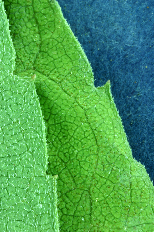 Image of roughleaf aster