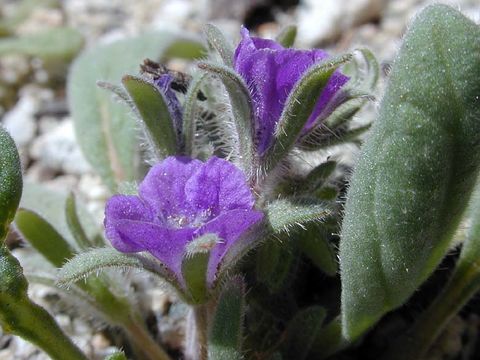 Image of Washoe phacelia