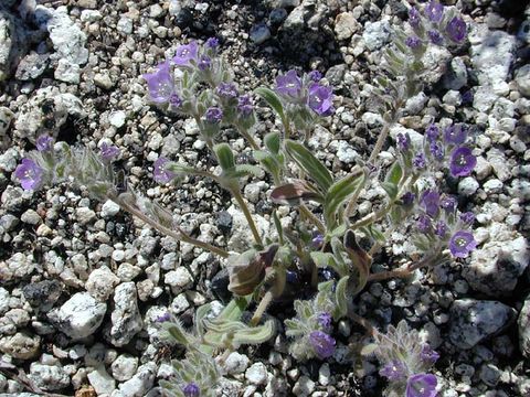 Image of Washoe phacelia