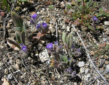 Image of Washoe phacelia