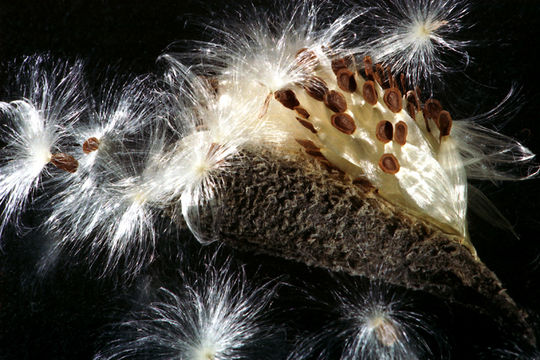 Image of common milkweed