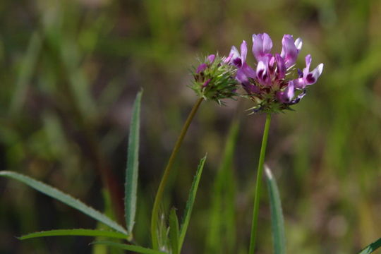 Image of tomcat clover