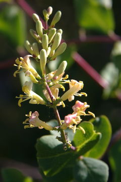 Image de Lonicera interrupta Benth.