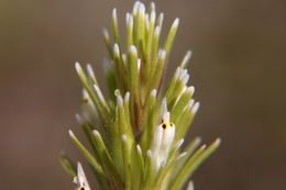 Image of attenuate Indian paintbrush