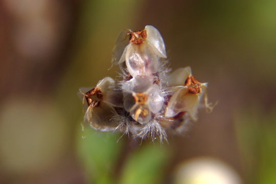 Plantago erecta Morris的圖片