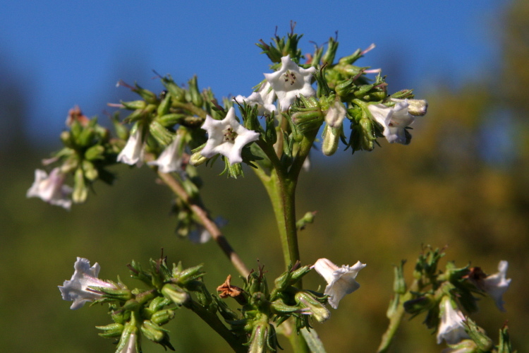 Eriodictyon californicum (Hook. & Arn.) Greene resmi