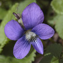 Image of <i>Viola papilionacea</i>