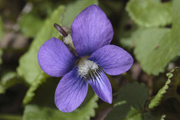 Image of <i>Viola papilionacea</i>