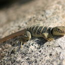 Image of Baja Black-collared Lizard