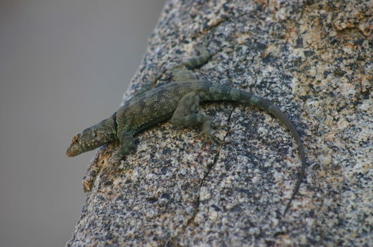 Image of Banded Rock Lizard