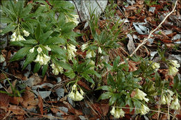 Image of Drooping Bittercress