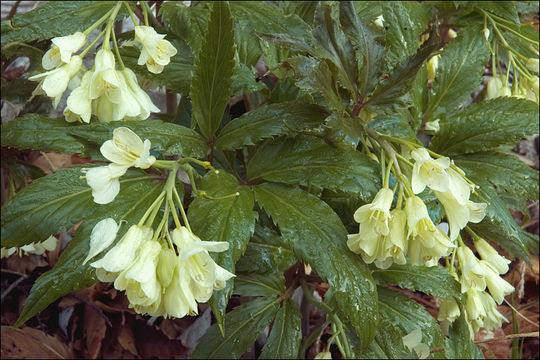 Image of Cardamine enneaphyllos (L.) Crantz