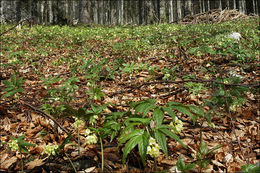 Image of Drooping Bittercress