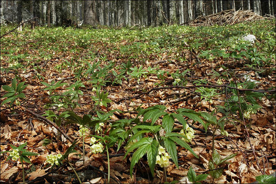 Image of Cardamine enneaphyllos (L.) Crantz