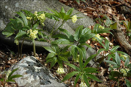 Image of Drooping Bittercress