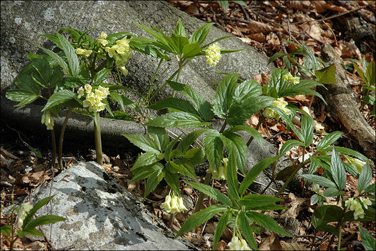 Image of Cardamine enneaphyllos (L.) Crantz