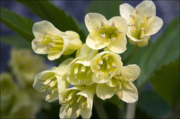 Image of Cardamine enneaphyllos (L.) Crantz