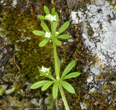 Image of Goosegrass