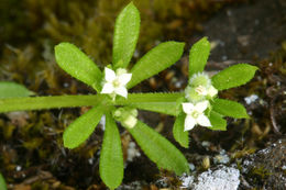 Image of Goosegrass