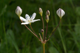 Image of Triteleia lilacina Greene